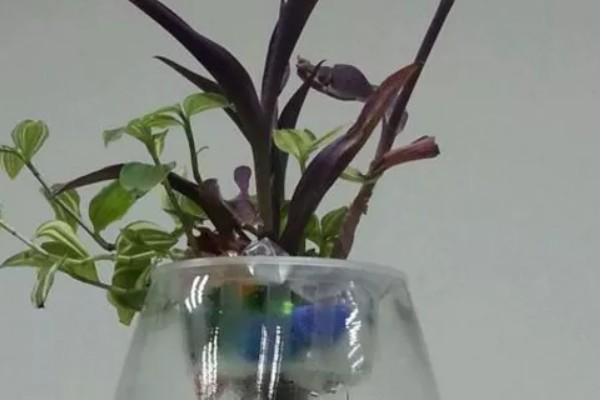 紫鸭跖草能水培吗,紫鸭跖草可以水培