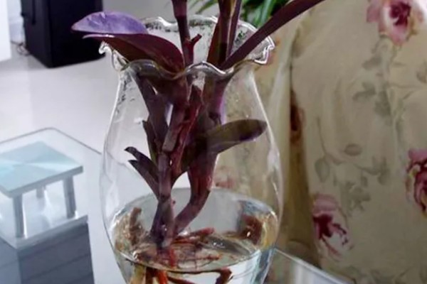 紫鸭跖草能水培吗,紫鸭跖草可以水培