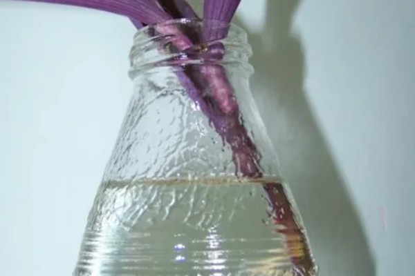 紫鸭跖草能水培吗,紫鸭跖草可以水培