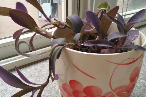 紫鸭跖草能水培吗,紫鸭跖草可以水培