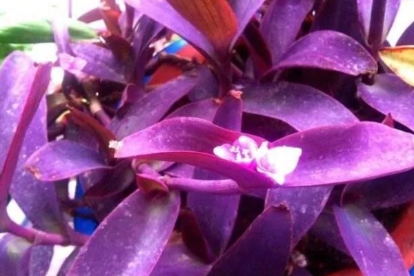 紫鸭跖草能水培吗,紫鸭跖草可以水培