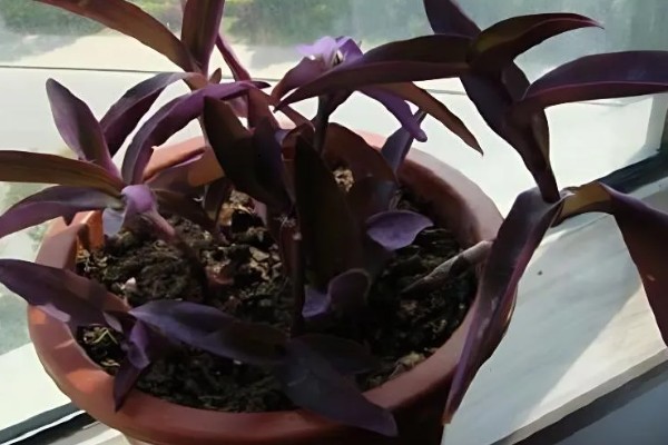 紫鸭跖草能水培吗,紫鸭跖草可以水培