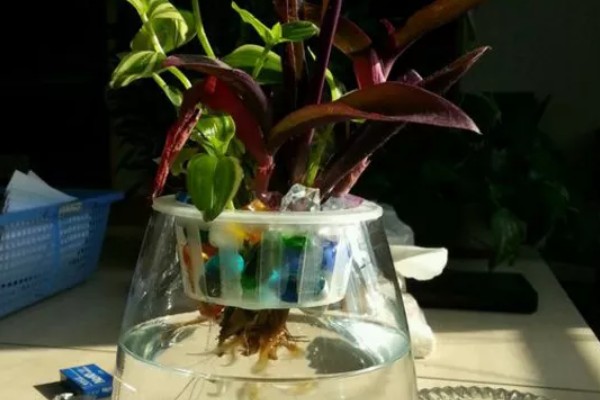 紫鸭跖草能水培吗,紫鸭跖草可以水培