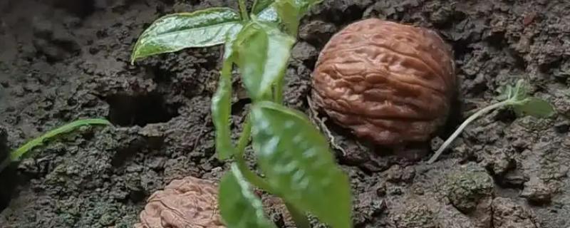 核桃种子在什么时候种，在南方地区适合秋播