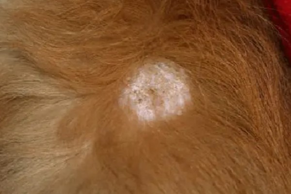 狗狗皮癣怎么治疗，先进行皮肤采样镜检