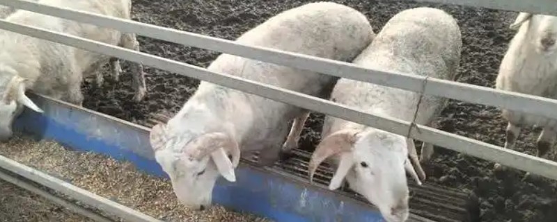 育肥羊的饲喂方式,放养为主的话每天都要补饲2次