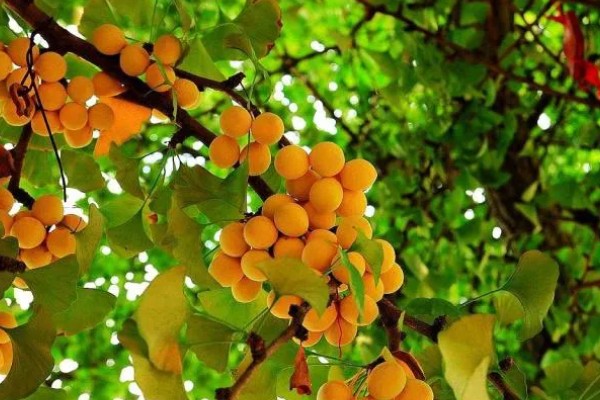 银杏树需要一公一母才结果吗，需要一公一母才能结果