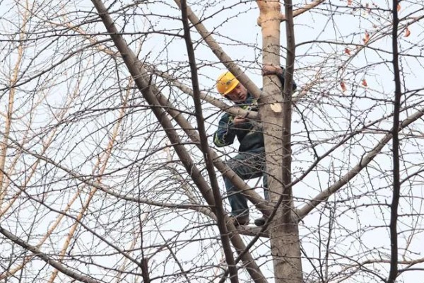 银杏树需要一公一母才结果吗，需要一公一母才能结果