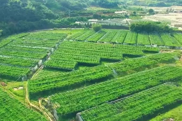 农业一二三产业是指什么，从事农业生产活动是第一产业