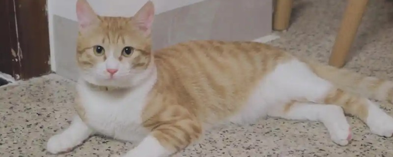田园猫好不好养，属于比较好养的猫品种