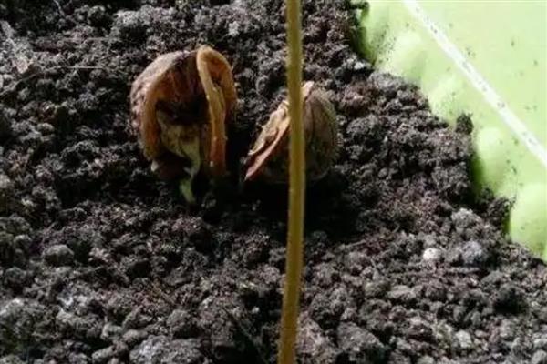 核桃种子在什么时候种，在南方地区适合秋播