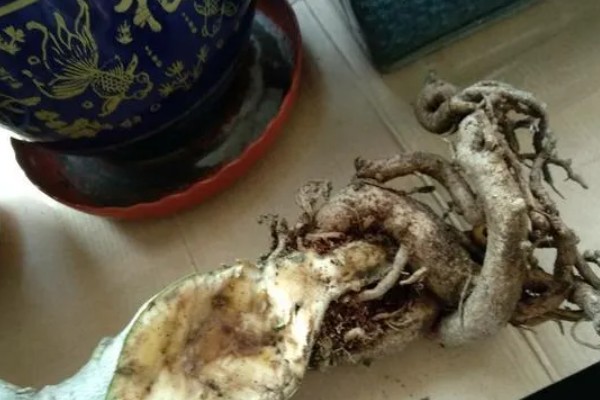 牡丹花烂根了还能不能活，处理得当的话还能活