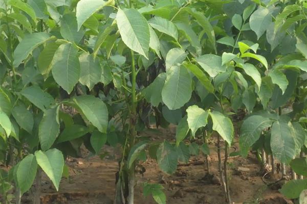 核桃种子在什么时候种，在南方地区适合秋播