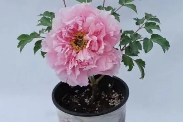 牡丹花烂根了还能不能活，处理得当的话还能活