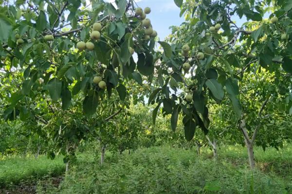 核桃种子在什么时候种，在南方地区适合秋播