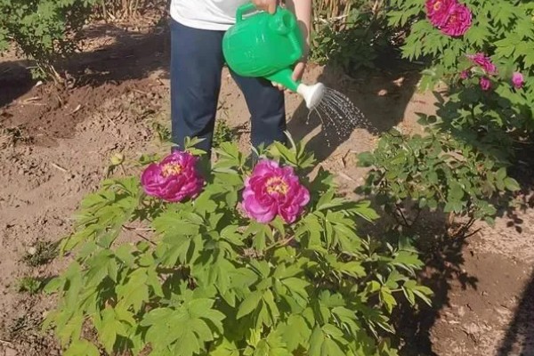 牡丹花烂根了还能不能活，处理得当的话还能活