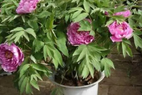 牡丹花烂根了还能不能活，处理得当的话还能活