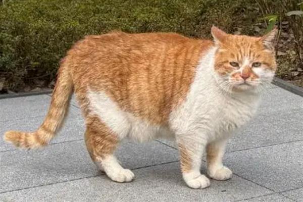 田园猫好不好养，属于比较好养的猫品种