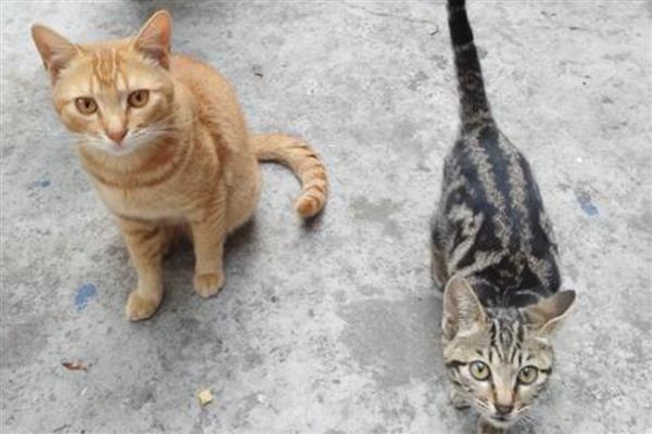 田园猫好不好养，属于比较好养的猫品种