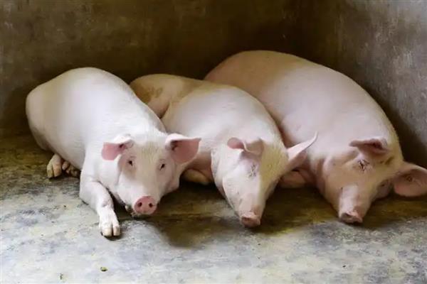 三元猪和二元猪的区别，含义、利用点、优缺点均不同