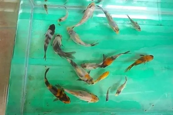锦鲤一年能长多大，一年可以长10-20厘米