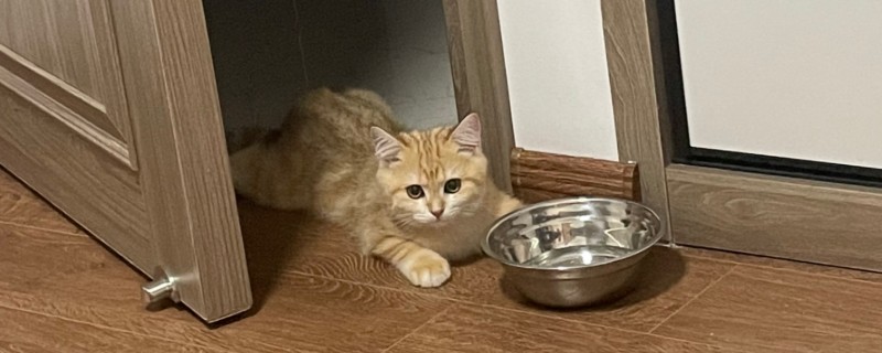 猫咪眼部疾病的症状，表现为眼球有水雾等