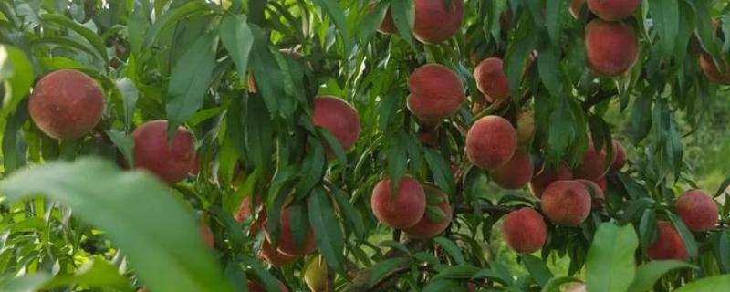 桃果实成熟时间,从挂果到成熟一般在2-4个月