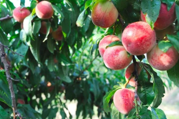 桃果实成熟时间,从挂果到成熟一般在2-4个月