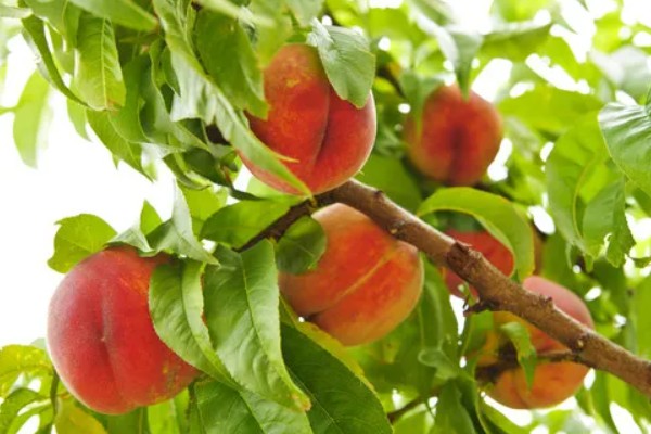 桃果实成熟时间,从挂果到成熟一般在2-4个月