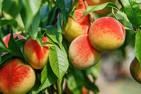 桃果实成熟时间,从挂果到成熟一般在2-4个月