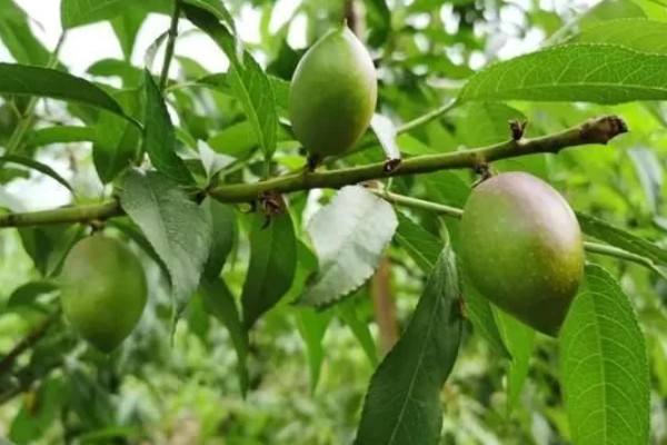 桃果实成熟时间,从挂果到成熟一般在2-4个月