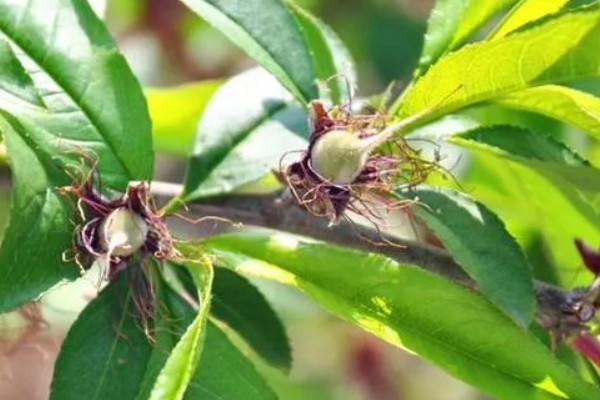 桃果实成熟时间,从挂果到成熟一般在2-4个月