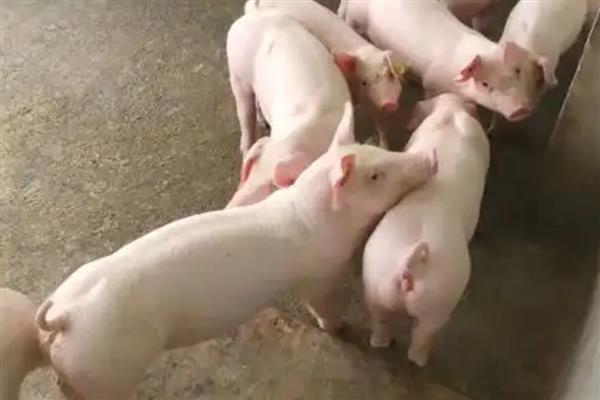 三元猪和二元猪的区别，含义、利用点、优缺点均不同