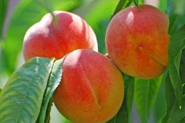 桃果实成熟时间,从挂果到成熟一般在2-4个月