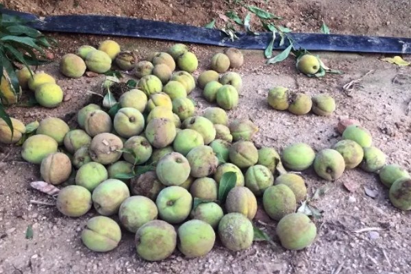 桃果实成熟时间,从挂果到成熟一般在2-4个月