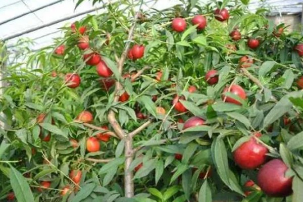 桃果实成熟时间,从挂果到成熟一般在2-4个月