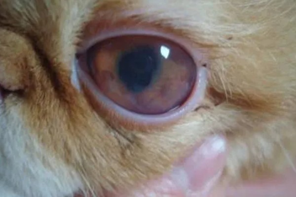 猫咪眼部疾病的症状，表现为眼球有水雾等