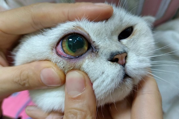 猫咪眼部疾病的症状，表现为眼球有水雾等