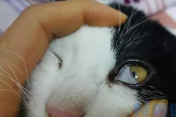 猫咪眼部疾病的症状，表现为眼球有水雾等