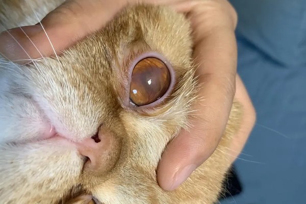 猫咪眼部疾病的症状，表现为眼球有水雾等