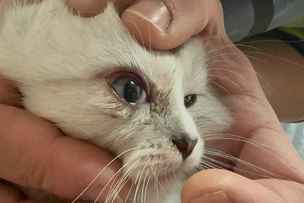 猫咪眼部疾病的症状，表现为眼球有水雾等