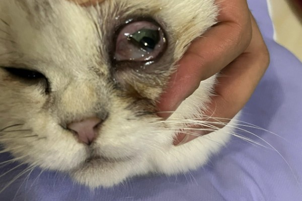 猫咪眼部疾病的症状，表现为眼球有水雾等