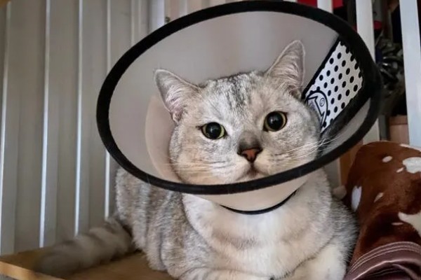 猫咪眼部疾病的症状，表现为眼球有水雾等