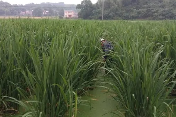 茭白的产地，原产是中国及东南亚