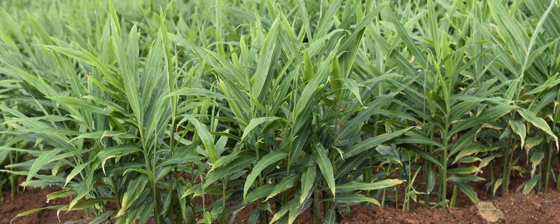 生姜的种植时间,在每年的4-5月份种植