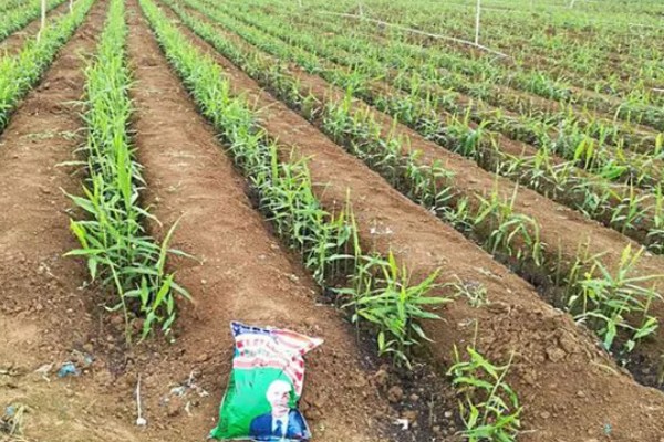生姜的种植时间,在每年的4-5月份种植