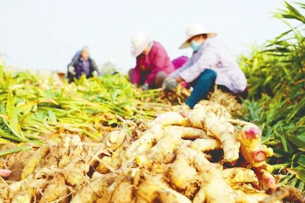 生姜的种植时间,在每年的4-5月份种植