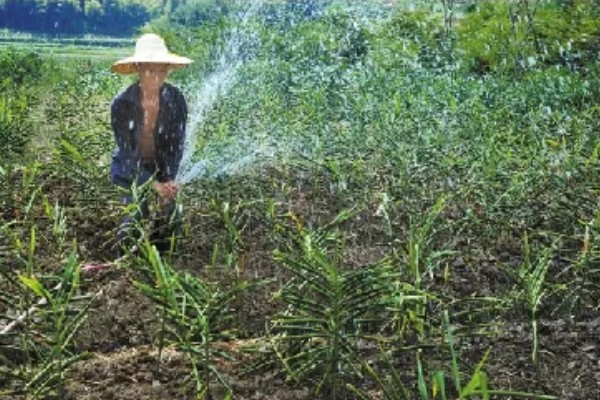 生姜的种植时间,在每年的4-5月份种植