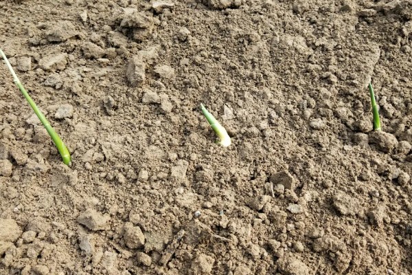 生姜的种植时间,在每年的4-5月份种植