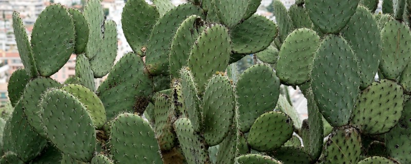 仙人掌的叶变成了叶刺的原因,生长的环境过于干旱所致